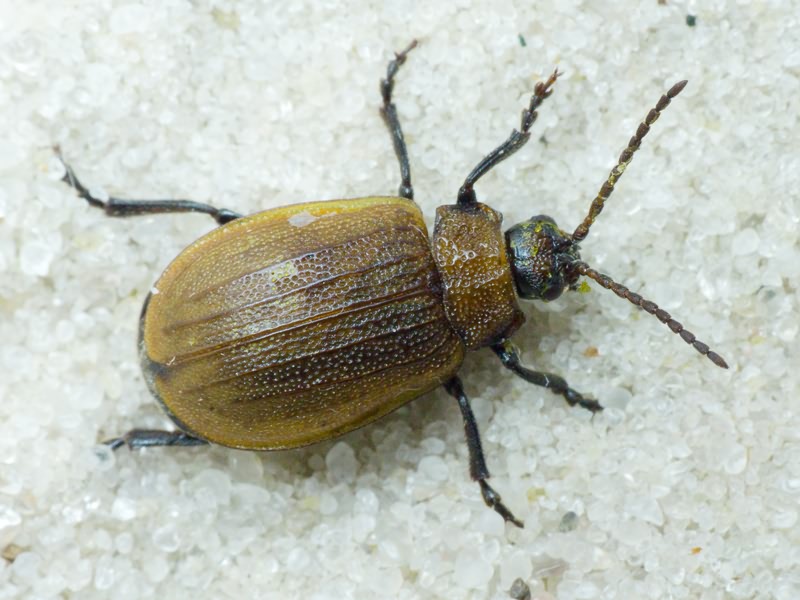 Galeruca pomonae (Scopoli, 1763)